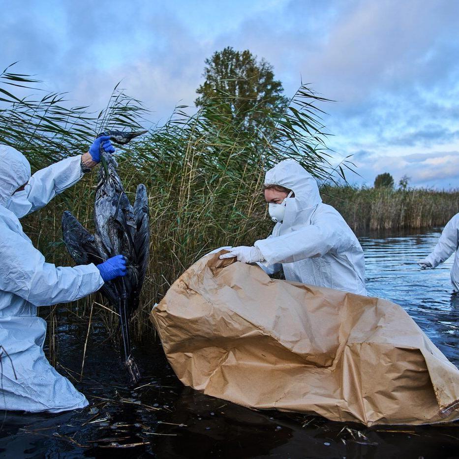 Bird flu hits migrating cranes hard in Germany as the virus flares up